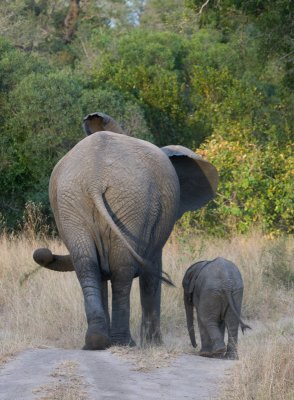 Mother and Baby Elephant Taking A Walk