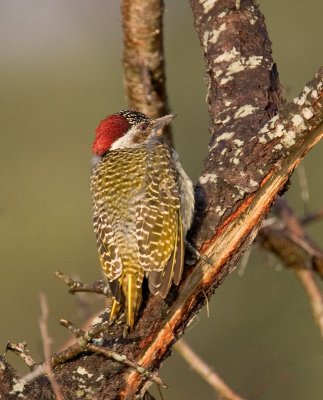 Bearded Woodpecker