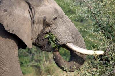Elephant In Musth