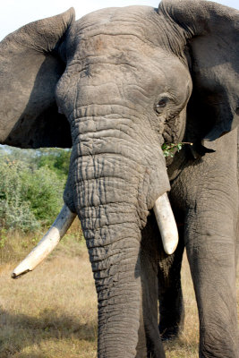 Elephant In Musth