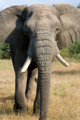 Elephant In Musth