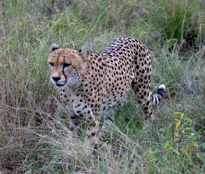 Cheetah Male