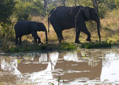 Elephants