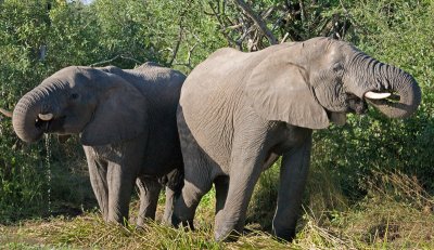 Elephants