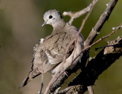 Emerald Spotted Dove