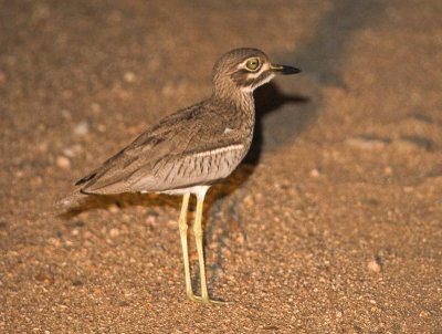 Water Thick-Knee AKA Water Dikkop