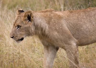 Adolescent Male Lion