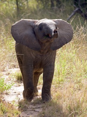 Baby Elephant