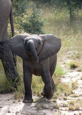 Baby Elephant
