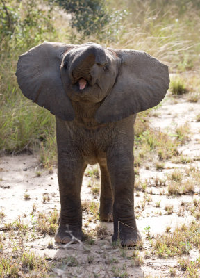 Baby Elephant