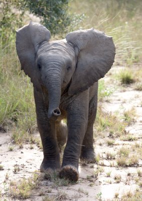 Baby Elephant
