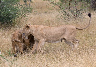 Female Lions Playing