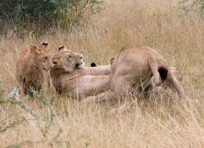 Female Lions Playing