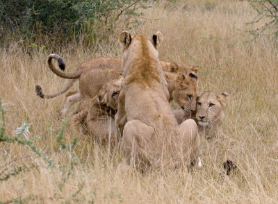 Female Lions Playing