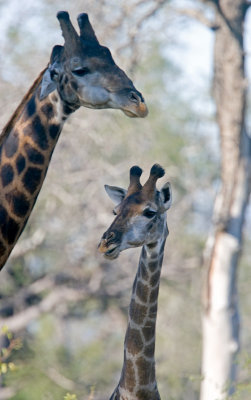 Giraffes