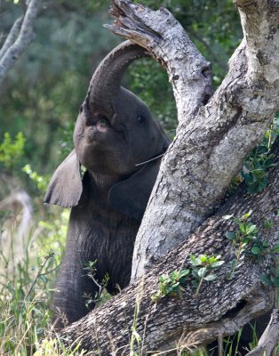 Baby Elephant