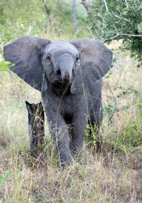Baby Elephant