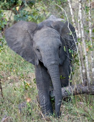 Baby Elephant