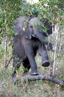 Baby Elephant