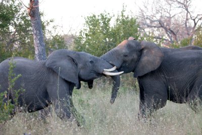 Elephants Fighting