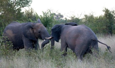 Elephants Fighting