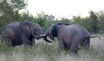 Elephants Fighting
