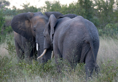 Elephants Fighting