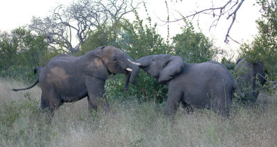 Elephants Fighting