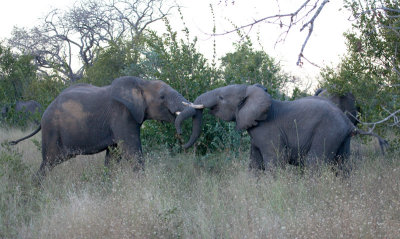 Elephants Fighting