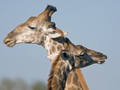 Giraffes