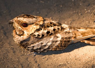 NightJar