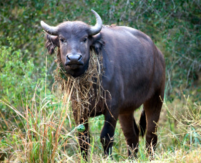 African Buffalo With Necklace