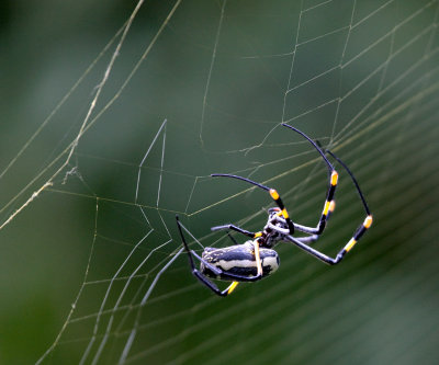 Golden Orb Spider