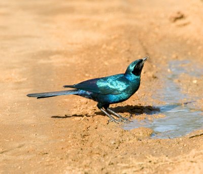 Burchells Starling Drinking