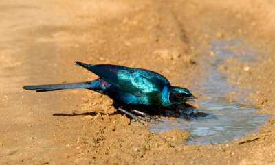 Burchells Starling Drinking