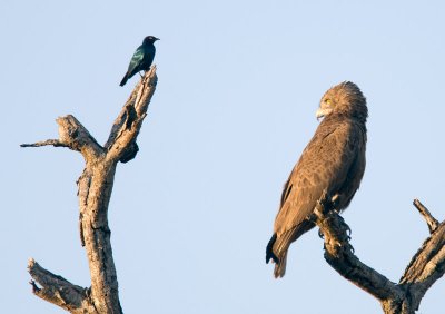 Brown Snake Eagle