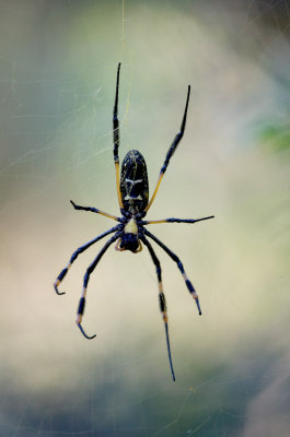 Golden Orb Spider