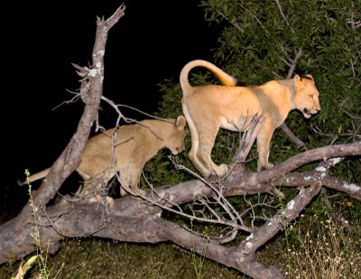 Lions Playing in Tree