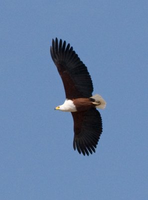 Fish Eagle