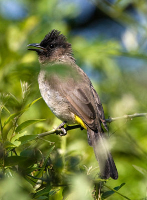 Dark Capped Bulbul