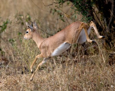Steenbok Running