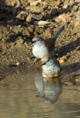 Blue Waxbill