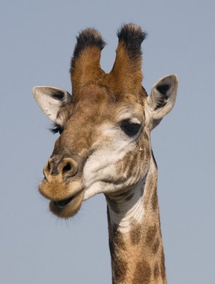 Giraffe Close Up