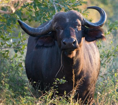 African Buffalo Female