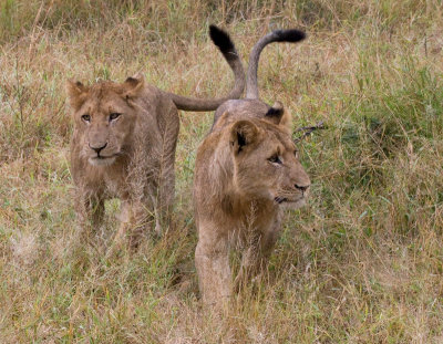 Lion Cubs