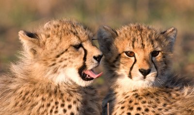 Cheetah cubs