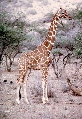 Reticulated Girraffe