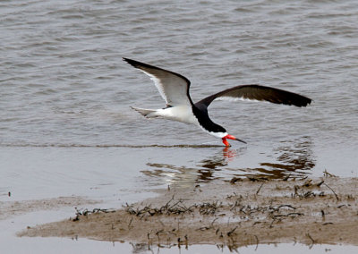 Black Skimmer