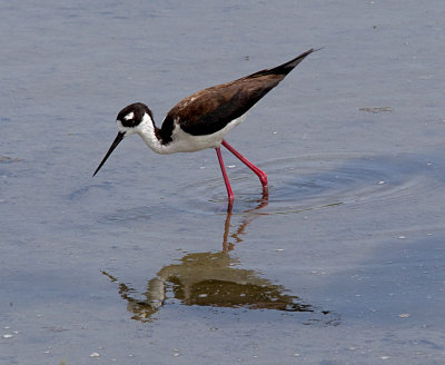 Black necked stilt