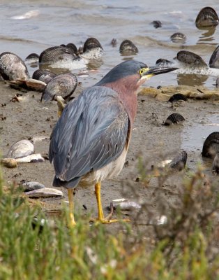 Green Heron